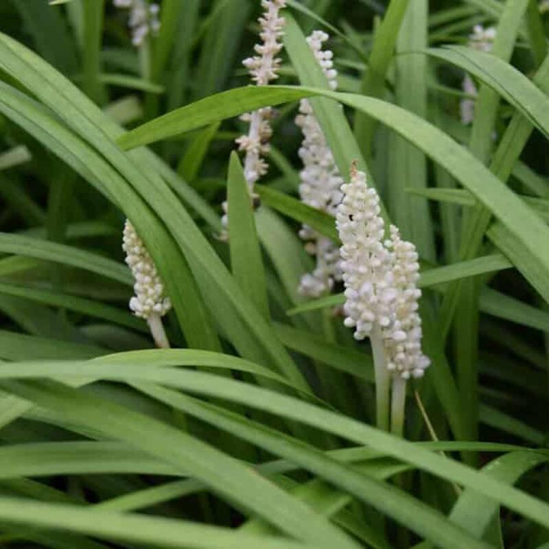 Liriope muscari 'Monroe White' ---